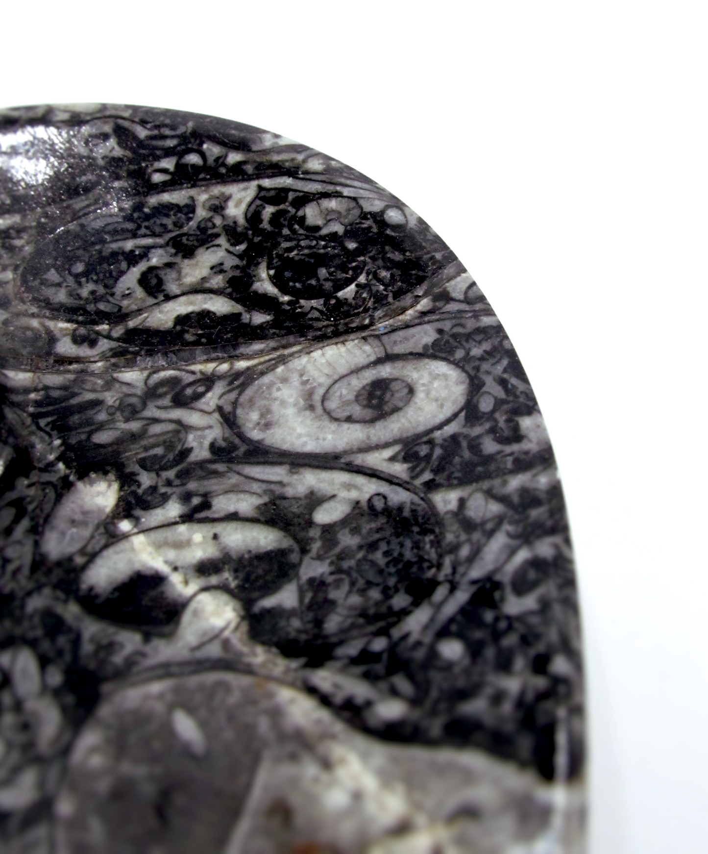 Fossilized Orthoceras Heart Tray | Hand-Carved in Morocco