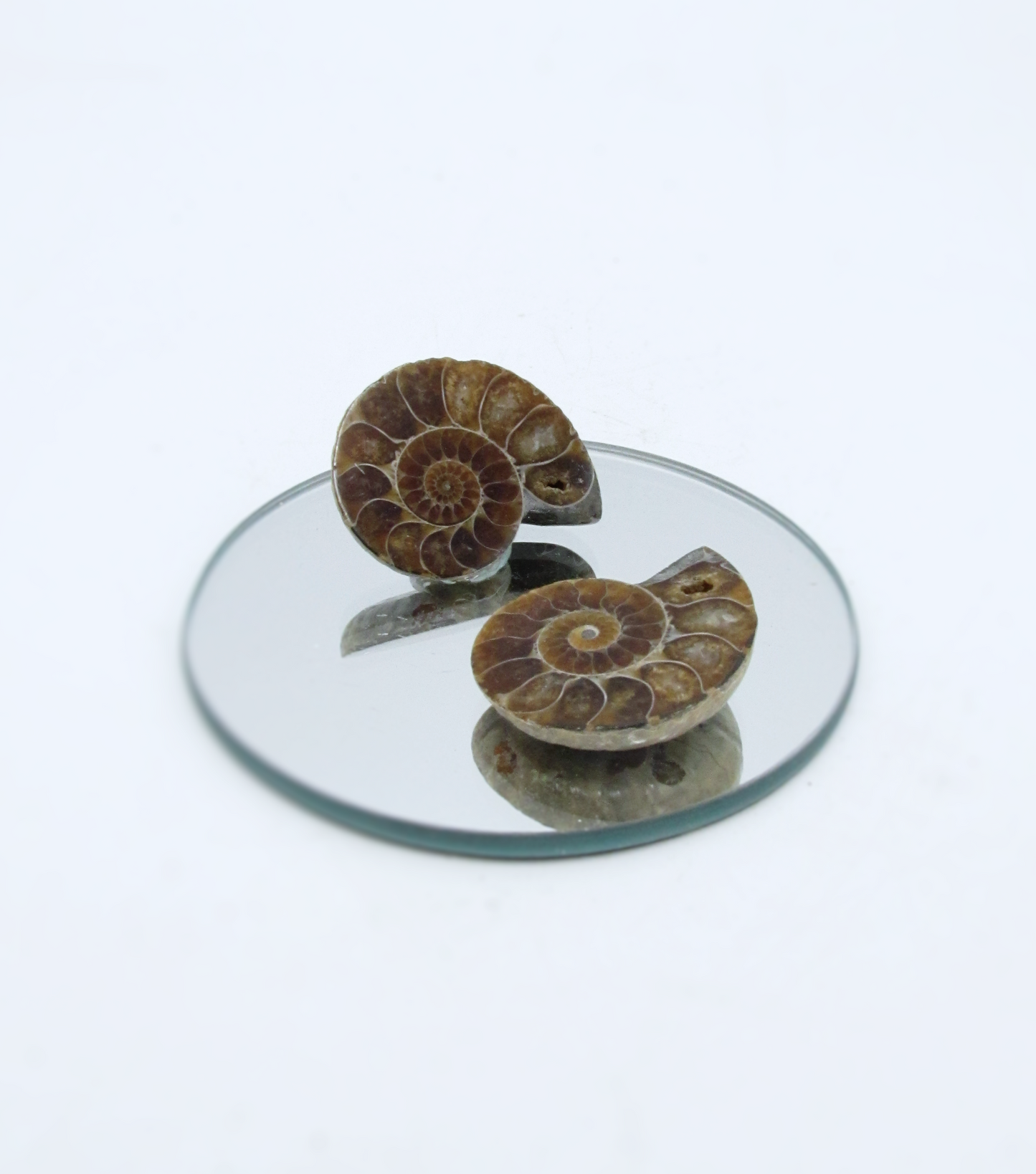 Mini Ammolite Fossil Half Shell