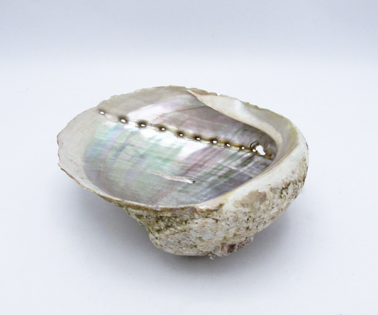 Large White Abalone Shell Bowl