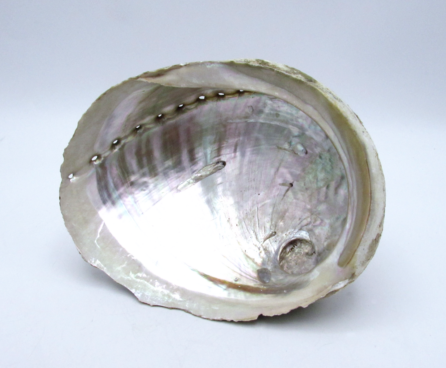 Large White Abalone Shell Bowl