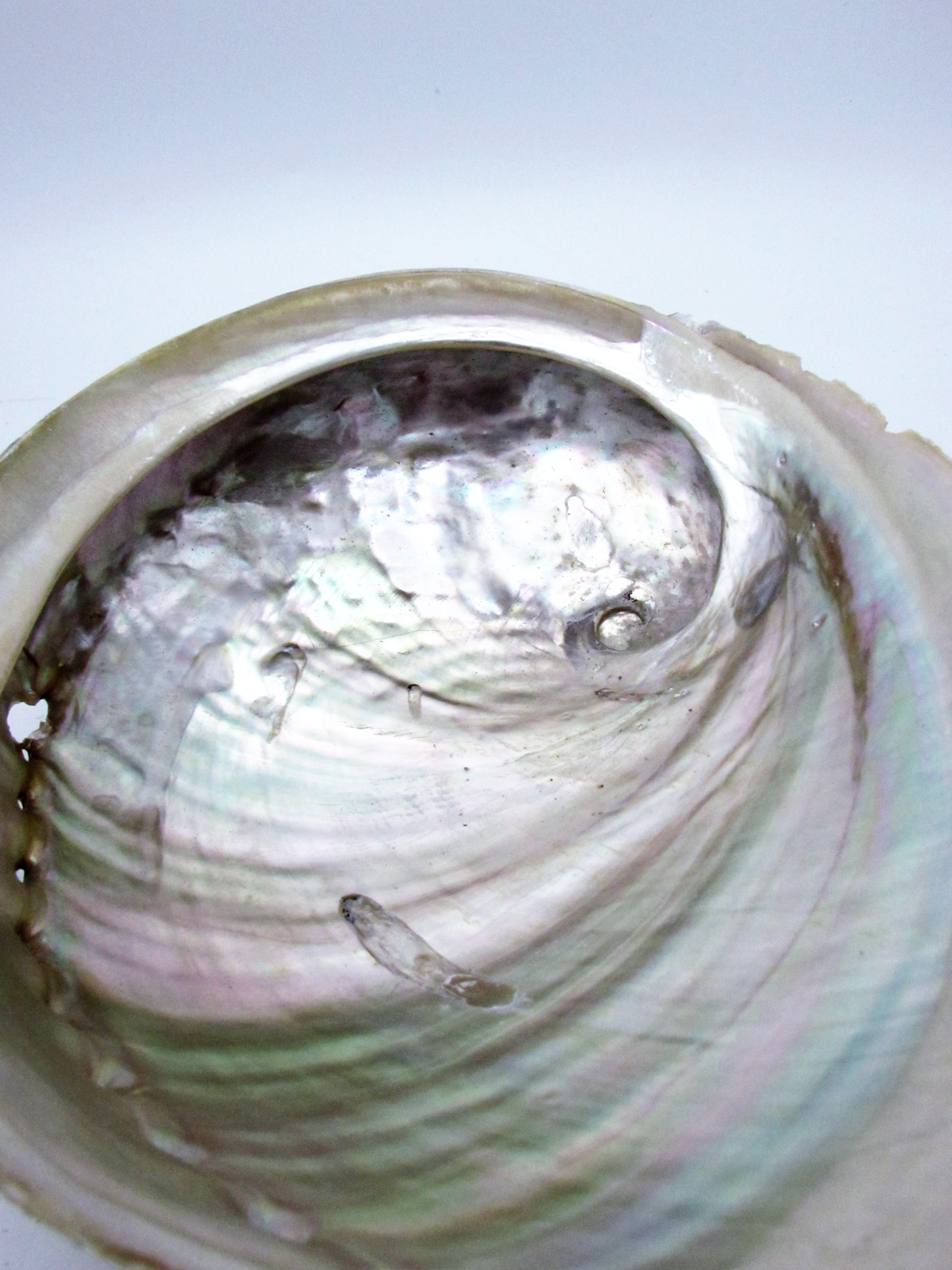 Large White Abalone Shell Bowl