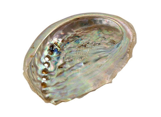 Abalone Shell Mini