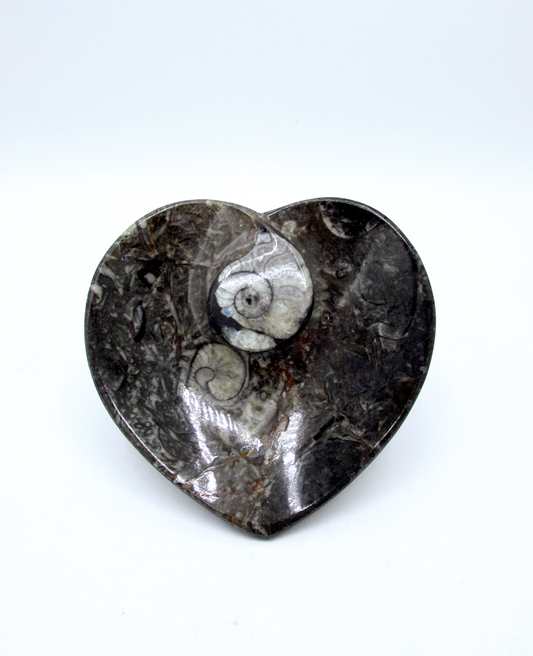 Fossilized Orthoceras Heart Tray | Hand-Carved in Morocco