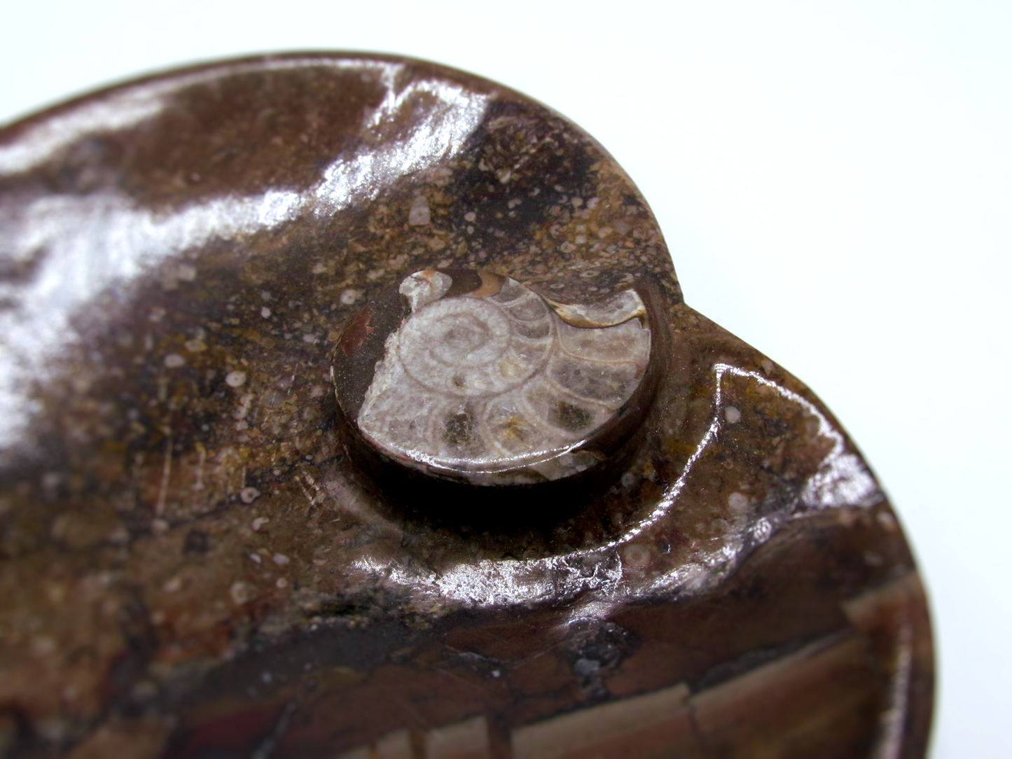 Fossilized Orthoceras Heart Tray | Hand-Carved in Morocco