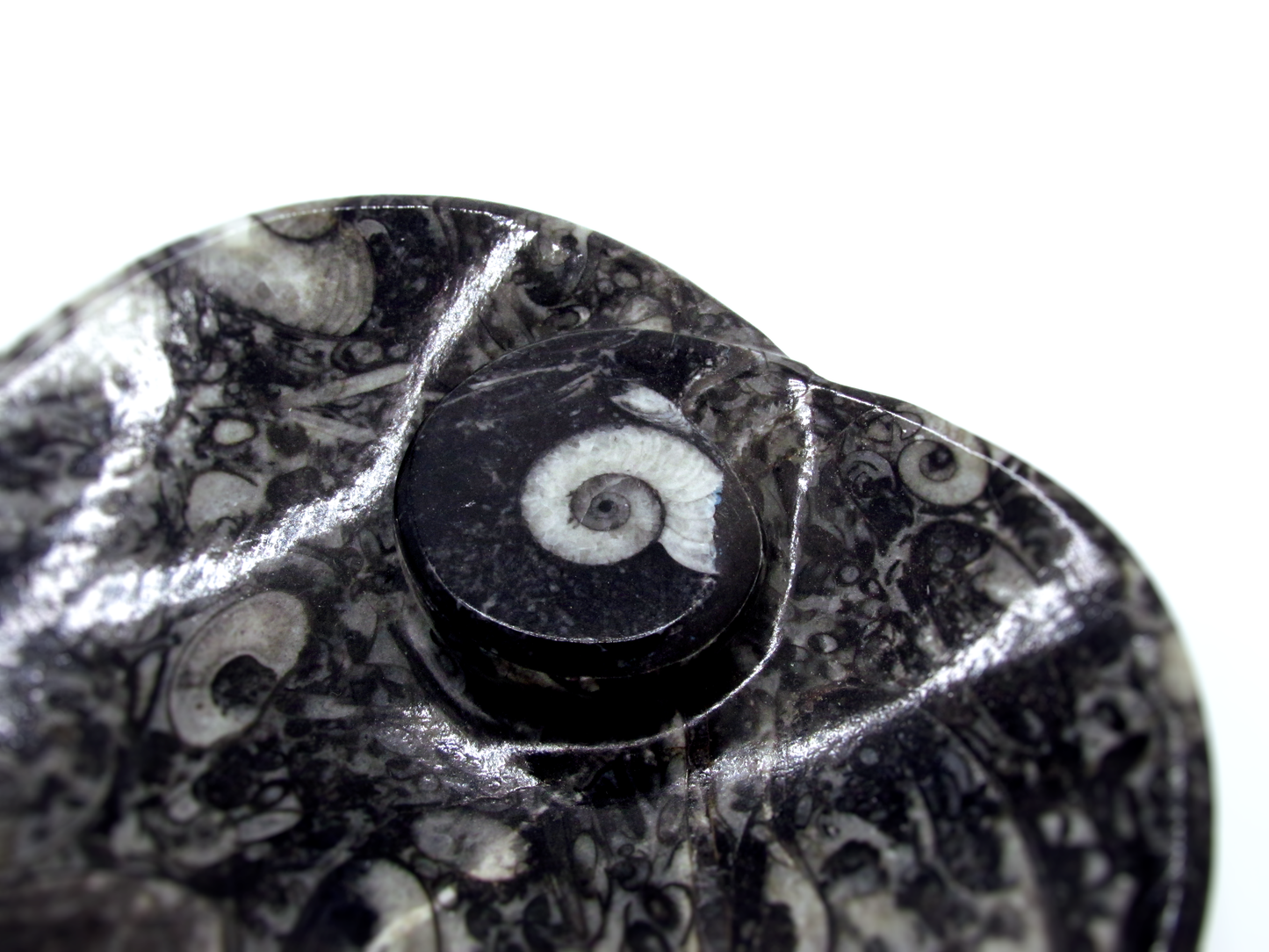 Fossilized Orthoceras Heart Tray | Hand-Carved in Morocco