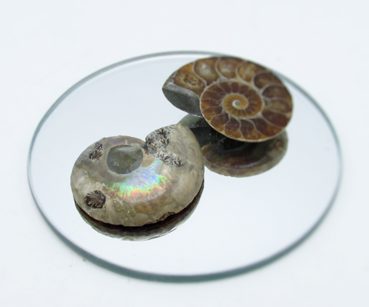 Mini Ammolite Fossil Half Shell