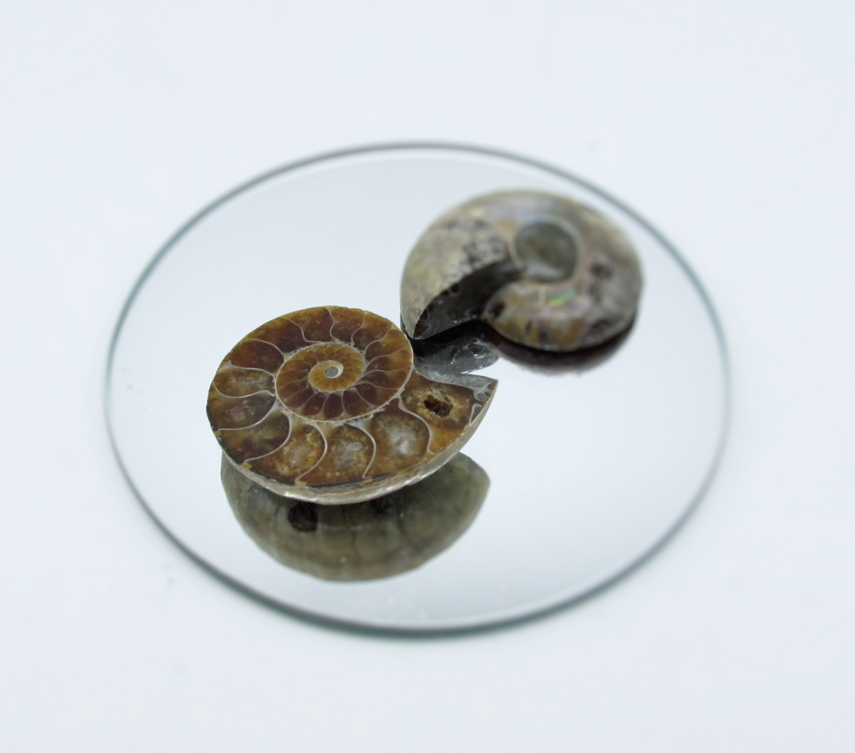 Mini Ammolite Fossil Half Shell