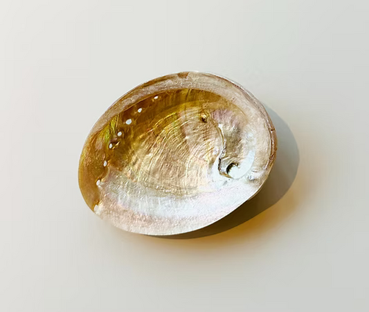 Large White Abalone Shell Bowl